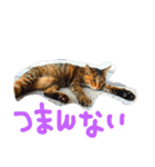 nekolove.nekolove..（個別スタンプ：2）