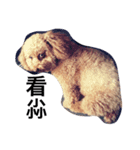 Poodle princess - ballball（個別スタンプ：3）