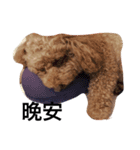 Poodle princess - ballball（個別スタンプ：5）