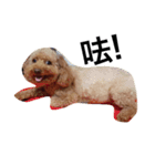 Poodle princess - ballball（個別スタンプ：6）