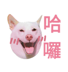 stupid white dog（個別スタンプ：9）