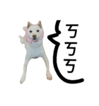 stupid white dog（個別スタンプ：11）