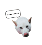 stupid white dog（個別スタンプ：13）