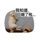 stupid white dog（個別スタンプ：15）