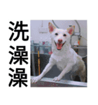 stupid white dog（個別スタンプ：17）