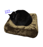 黒猫のルル君（個別スタンプ：4）