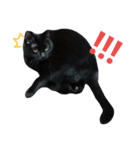 黒猫のルル君（個別スタンプ：10）