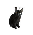 黒猫のルル君（個別スタンプ：12）