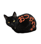 黒猫のルル君（個別スタンプ：13）