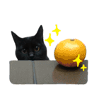 黒猫のルル君（個別スタンプ：15）