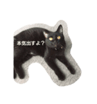 黒猫のルル君（個別スタンプ：16）