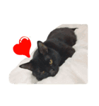 黒猫のルル君（個別スタンプ：17）
