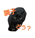 黒猫のルル君（個別スタンプ：18）