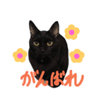 黒猫のルル君（個別スタンプ：19）