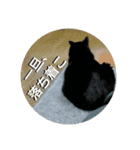 黒猫のルル君（個別スタンプ：21）