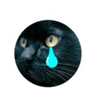 黒猫のルル君（個別スタンプ：22）