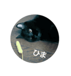黒猫のルル君（個別スタンプ：23）