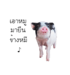 miniature pig（個別スタンプ：1）