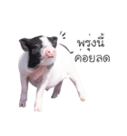 miniature pig（個別スタンプ：9）