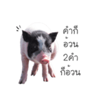 miniature pig（個別スタンプ：11）