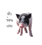 miniature pig（個別スタンプ：12）