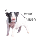 miniature pig（個別スタンプ：14）