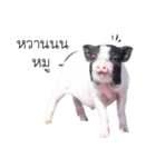 miniature pig（個別スタンプ：16）