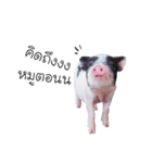 miniature pig（個別スタンプ：18）