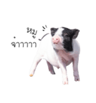 miniature pig（個別スタンプ：19）