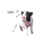 miniature pig（個別スタンプ：21）