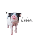 miniature pig（個別スタンプ：22）