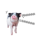 miniature pig（個別スタンプ：24）