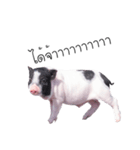 miniature pig（個別スタンプ：25）