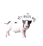 miniature pig（個別スタンプ：26）