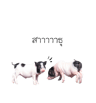 miniature pig（個別スタンプ：27）