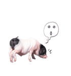 miniature pig（個別スタンプ：29）