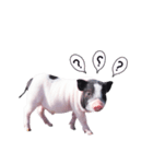 miniature pig（個別スタンプ：31）