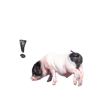 miniature pig（個別スタンプ：32）