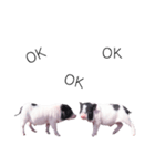 miniature pig（個別スタンプ：33）