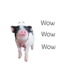 miniature pig（個別スタンプ：35）