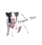 miniature pig（個別スタンプ：36）