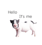 miniature pig（個別スタンプ：37）