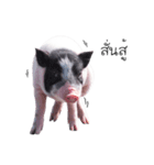 miniature pig（個別スタンプ：38）