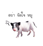 miniature pig（個別スタンプ：40）