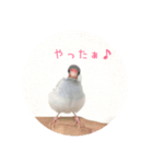 文鳥スタンプ わさびとつみれ（個別スタンプ：8）