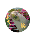 モミポ日和（個別スタンプ：12）