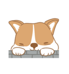 Corgi Pure Animated（個別スタンプ：3）