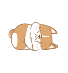 Corgi Pure Animated（個別スタンプ：15）