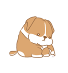 Corgi Pure Animated（個別スタンプ：19）