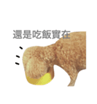 mango is a dog（個別スタンプ：1）